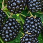 blackberry_loch_ness