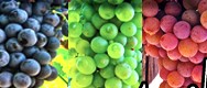 Vinič